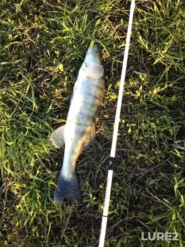 Bream, Crucian carp — Rostovskaya oblast, Apr 21, 2019
