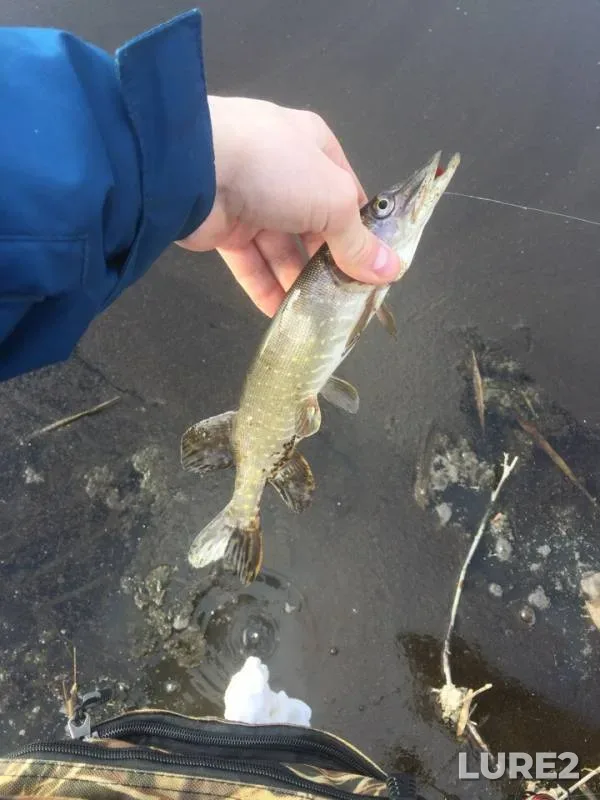Pike — Tuzlov, Feb 13, 2019