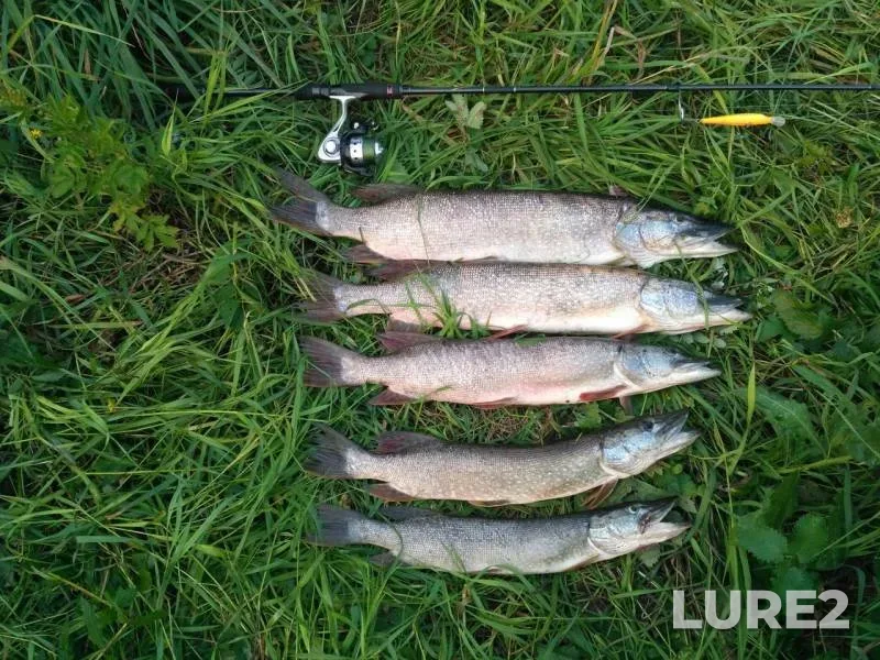 Pike — Kemerovskaya oblast, Jul 21, 2019