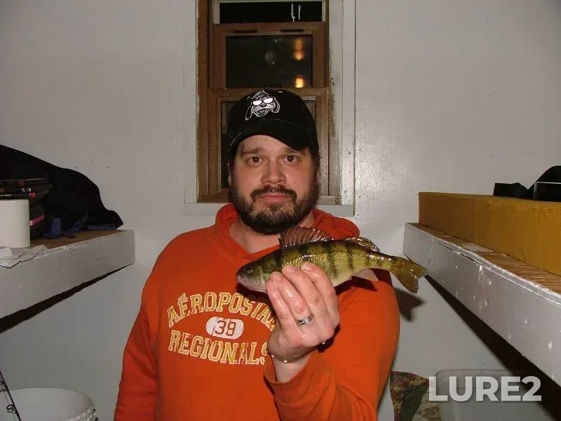 Yellow perch — Minnesota, Mille Lacs County, Sep 23, 2018