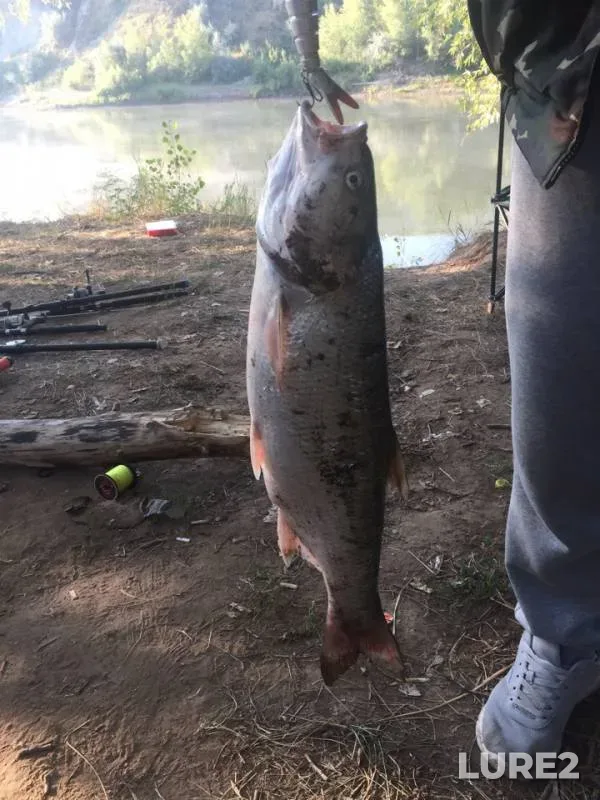 Asp — Zapadno-Kazakhstanskaya oblast, Aug 28, 2018