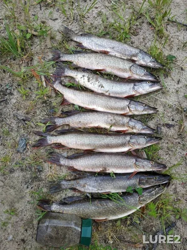 Pike — protoka Akopas, Jul 06, 2019