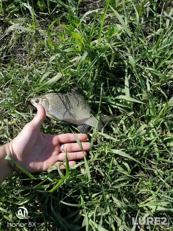 Crucian carp — Kemerovskaya oblast, Jun 22, 2019
