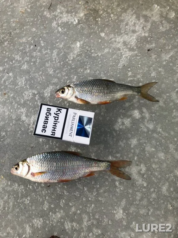 Roach — Dnestr, Mar 04, 2018