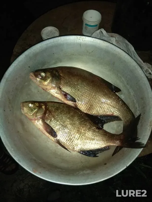 Bream — Cherkaska oblast, Aug 19, 2018