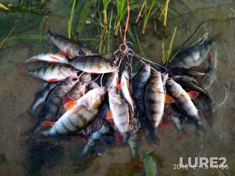 Perch, Zander — Cherkaska oblast, Jun 13, 2018