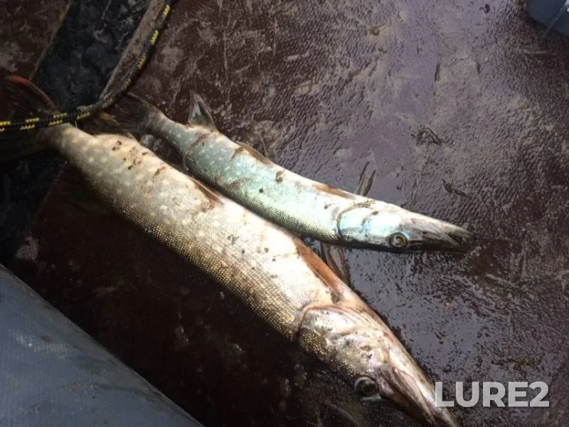 Pike — Vazhnya, Sep 17, 2019