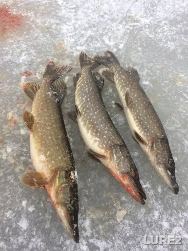 Pike — Meryovskoye, Dec 31, 2017
