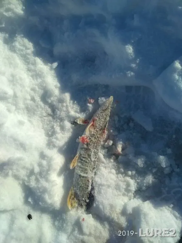 Pike — Shagan, Jan 22, 2019