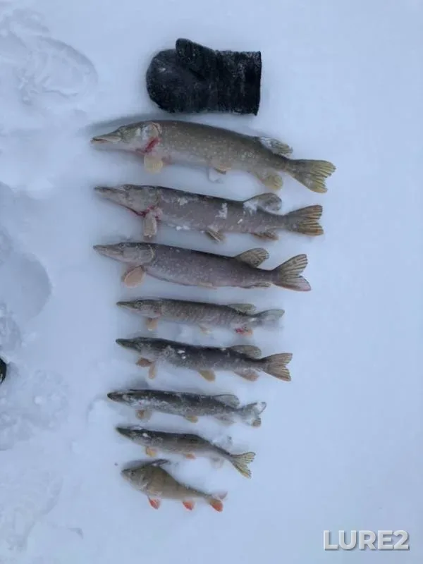 Perch, Pike — Dymka, Nov 23, 2018