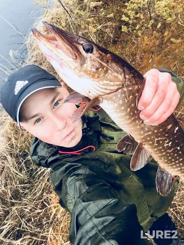 Pike — Murmanskaya oblast, Kandalakshskiy rayon, May 27, 2019
