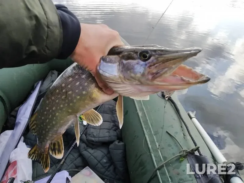 Pike — Vishnyovskoye, Oct 07, 2019