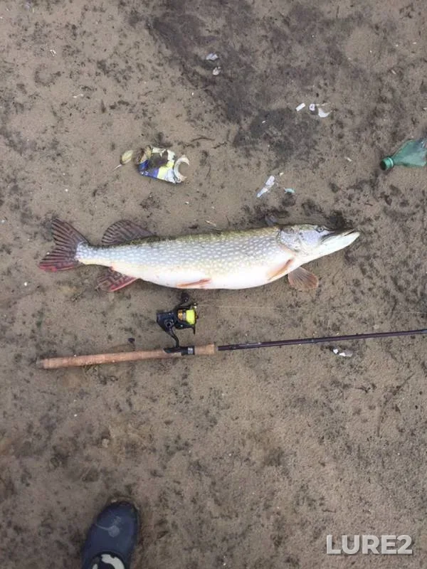 Pike — Moskva, Apr 14, 2019