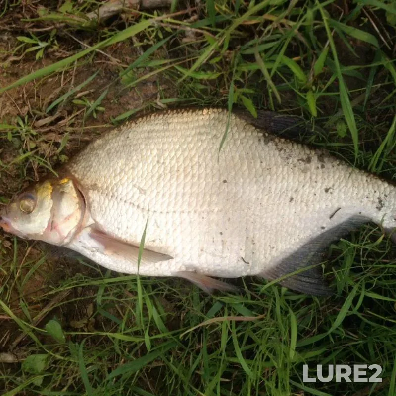 Bream — Tura, Jul 28, 2019
