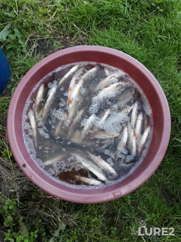 Roach — Balda, Jun 15, 2019