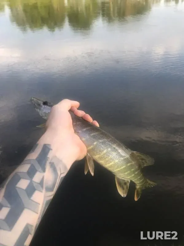 Bream — Smolenskaya oblast, Jun 08, 2019