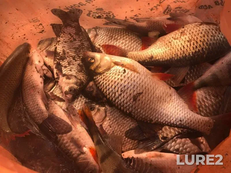 Crucian carp, Roach — Ivanovskaya, Mar 31, 2019