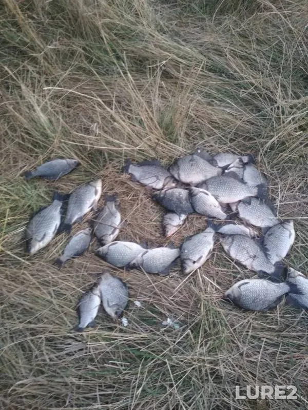 Crucian carp — Omskaya oblast, Tyukalinskiy rayon, Oct 12, 2019