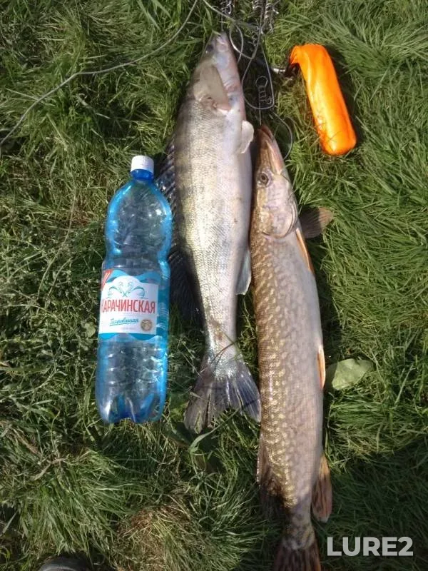 Pike, Zander — Omskaya oblast, Omskiy rayon, Sep 15, 2019