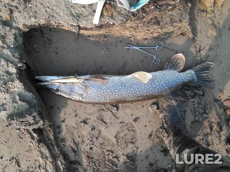 Perch, Pike — Irtysh, Aug 14, 2019