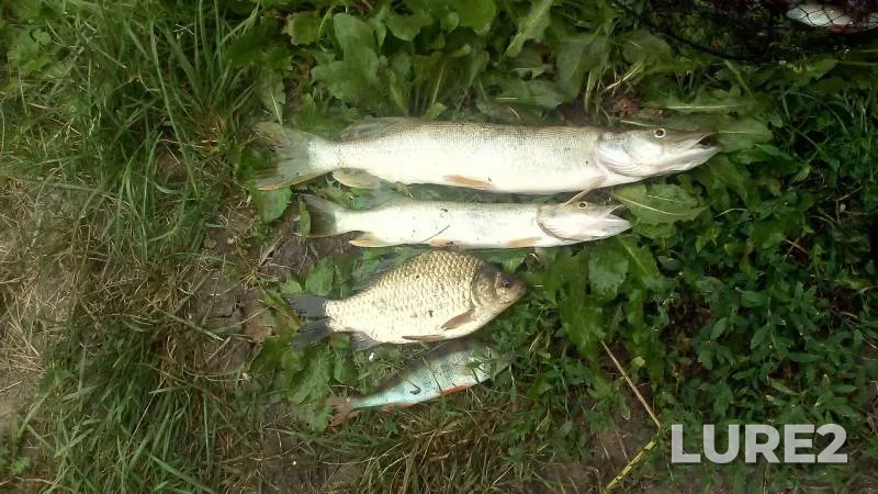 Crucian carp, Perch — Irtysh, Jul 24, 2019