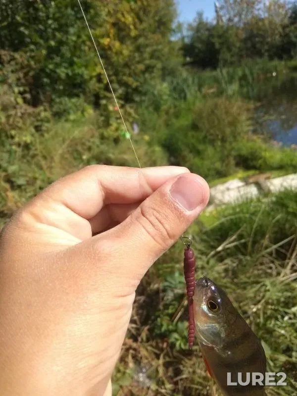 Perch, Pike — Ryazanskaya oblast, Aug 29, 2019