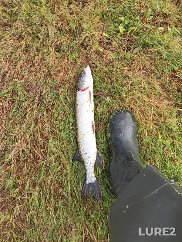 Pike — Oka, Sep 21, 2019