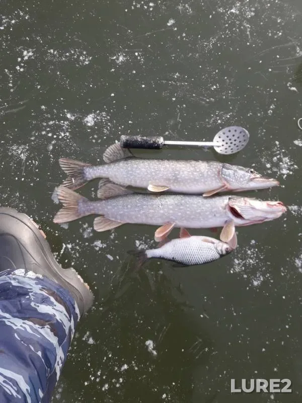 Pike, Roach — Vozha, Nov 24, 2019