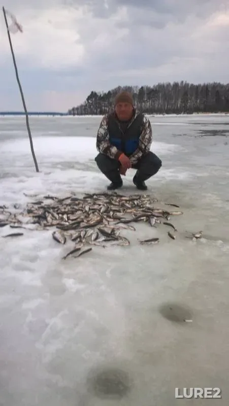 Perch, Pike — Respublika Kareliya, Lakhdenpokhskiy rayon, Feb 18, 2019