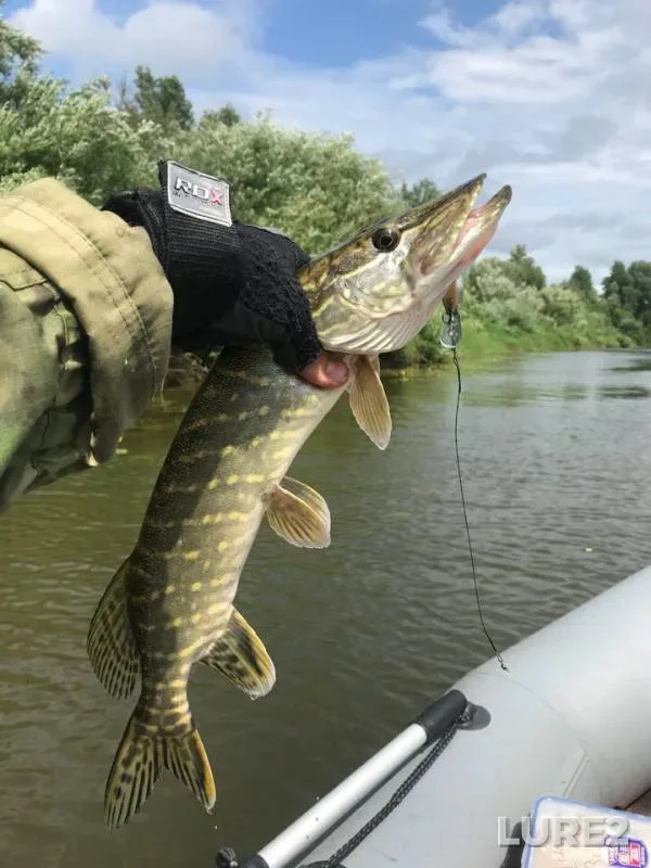Chub, Pike — Smolenskaya oblast, Jun 16, 2018