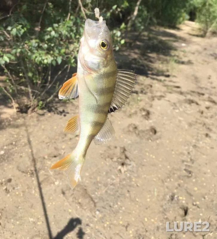 Perch — Om, Jun 11, 2019