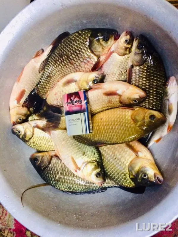 Crucian carp — Senitsa, May 06, 2019
