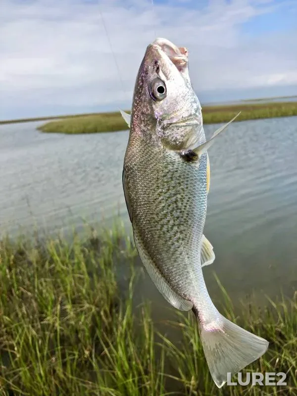 Black drum — Texas, Galveston County, Mar 30, 2018