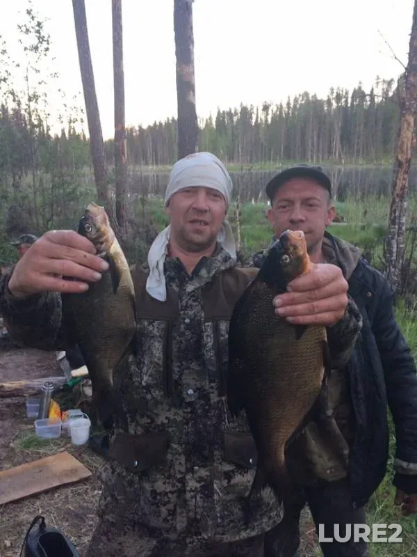 Bream — Arkhangelskaya oblast, Pinezhskiy munitsipalnyy okrug, Jun 24, 2019