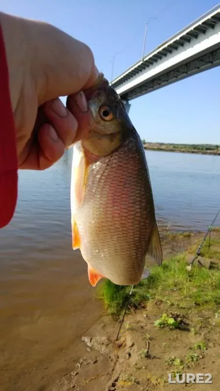 Perch, Roach — Kirovskaya oblast, Aug 06, 2019