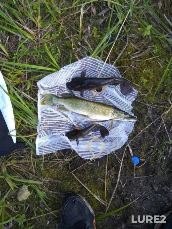 Wels catfish, Pike — Malorita, Jul 29, 2019