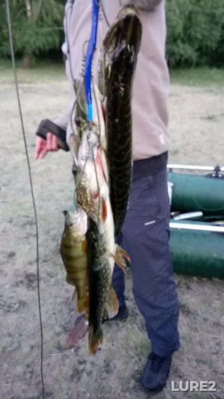 Perch, Pike — Chebarkul, Aug 09, 2019