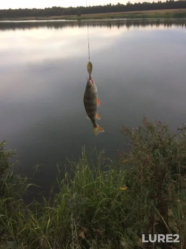 Perch — Orlovskaya oblast, Aug 11, 2019