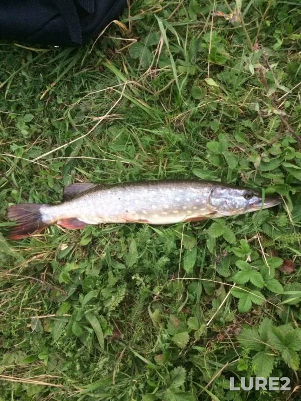 Pike — Sosnovka № 2, Aug 19, 2019