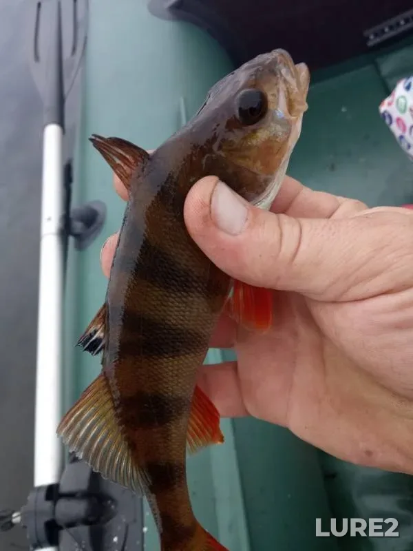 Perch — Voron, Aug 22, 2019