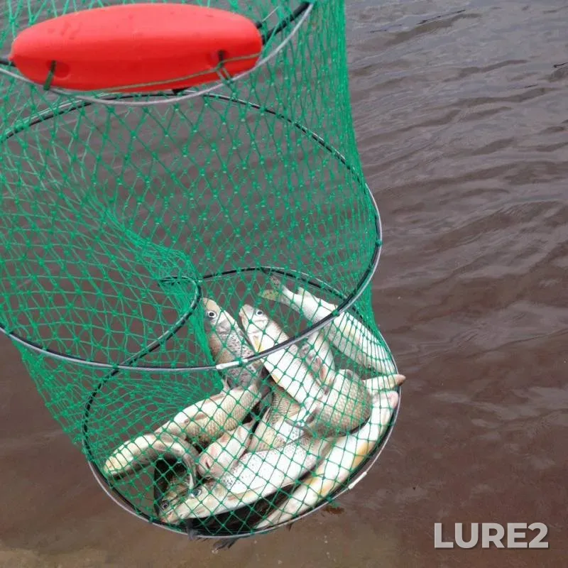 Crucian carp — Sita, Jul 23, 2017