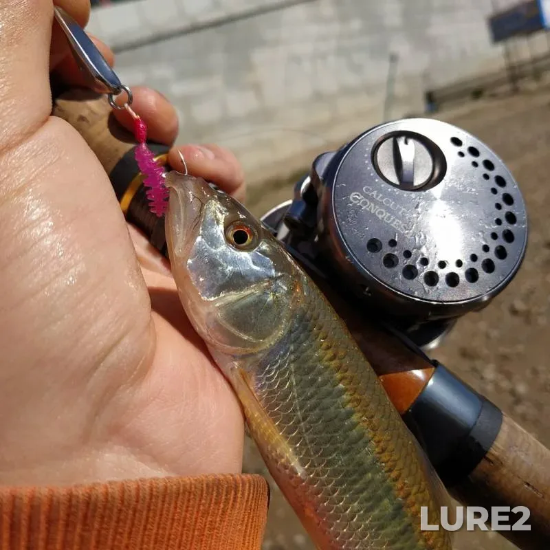 Roach — Amur 黑龙江, Aug 31, 2019
