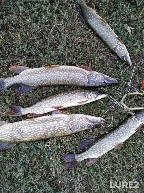 Pike — Pravyy Beysuzhek, Sep 18, 2019