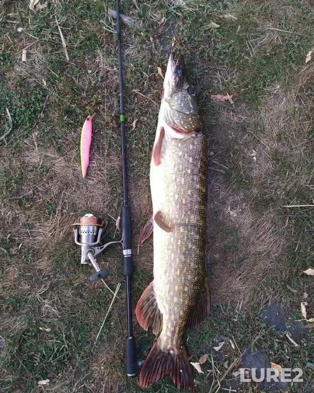 Pike — Samara, Sep 17, 2019
