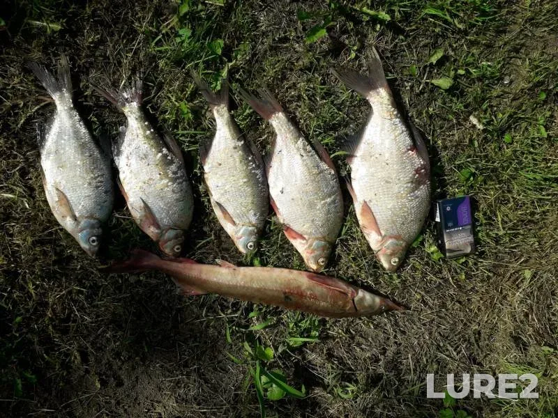 Bream — Irtysh, Jul 31, 2018