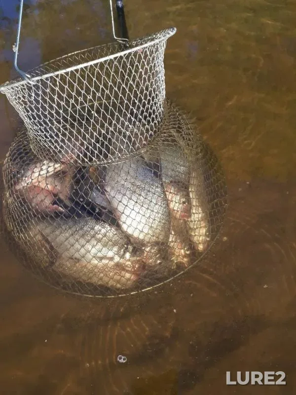 Bream — Volga, Jun 03, 2019