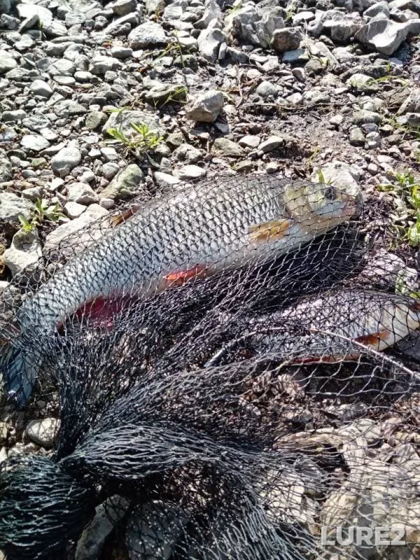 Ide, Pike — Volga, Jun 12, 2019