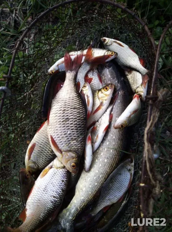 Pike, Roach — Volgogradskaya oblast, Jun 21, 2019