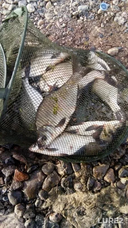 Bream — Volga, Jun 26, 2019