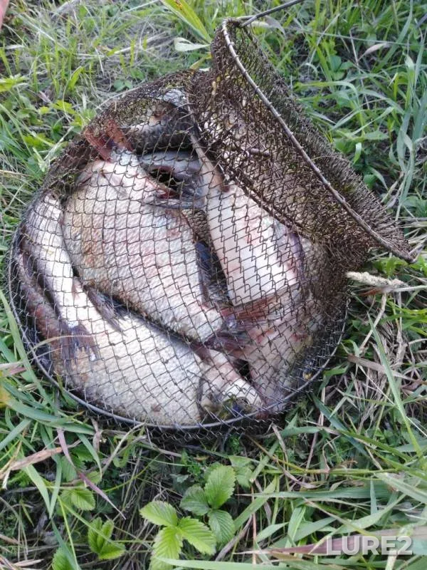 Bream, Ide — Volga, Jul 13, 2019